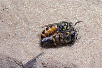 Hunting wasp {Palarus sp} drinks from mouth of paralysed Honey bee {Apis mellifera} Kenya
