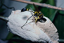 Mud dauber wasp putting spider into nest cell as food for its larva, Brazil {Sceliphron fistularium}