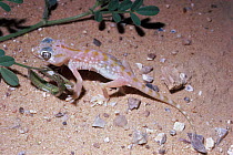 Persian ground gecko in desert at night. Israel {Stenodactylus doriae}