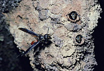 Communal eumenine/potter wasps wasps on mud nest in rainforest {Montezumia sp} Costa Rica