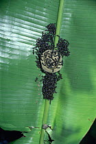 Small social wasps {Polybia occidentalis cinctus} from a swarm start to build A new nest under a Heliconia leaf. Trinidad