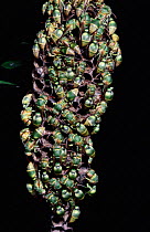 Social wasps on nest in tropical dry forest {Ropalidia pomicolor} Madagascar