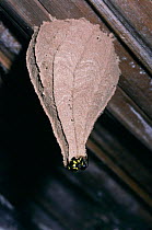 Wasp completes entrance to conical nest. {Eustenogaster calyptodoma} Sumatra