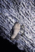Wasp adds mud to tiny nest in rainforest {Liostenogaster sp} Sumatra