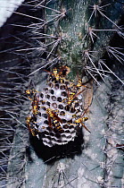Social wasps {Polistes myersi currasavicus} on nest on cactus plant, Bonaire, Antilles