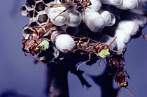Social wasps chew food to make bolus for larvae, Australia {Polistes stigma townsvillensis}