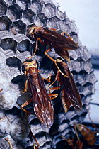 Social wasps offer food bolus to larvae in cells {Polistes cavapyta} Argentina