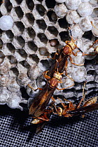 Dominant social wasp chews wing of subordinate {Polistes cavapyta} Argentina