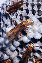 Social wasp inspects pupating larvae {Polistes cavapyta} Argentina