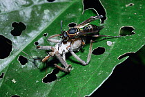Paper wasp {Polistes cinerascens} strips flesh from Assassin bug, Argentina