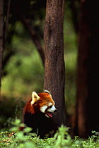 Red or Lesser panda {Ailurus fulgens} Sichuan Province, China, captive