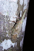 Lantern fly camouflaged on bark of rainforest tree {Cathedra serrata} Brazil