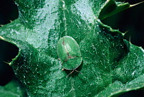 Tortoise beetle {Cassida rubiginosa} UK