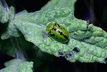 Tortoise beetle {Cassida murraea} on its food plant, Fleabane {Pulicaria dysenterica} UK