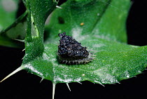 Tortoise beetle larva {Cassida rubiginosa} on thistle leaf. UK
