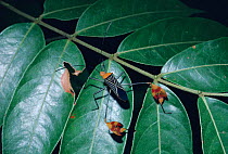 Flag legged bug in rainforest {Anisoscelis flavolineata} Costa Rica, Central America
