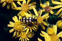 Longhorn beetle {Strangalia quadrifasciatus} on Ragwort flowers. UK