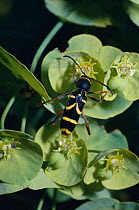 Wasp beetle {Clytus arietus} feeds on Wood spurge flowers UK
