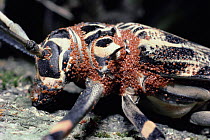 Harlequin beetle female {Acrocinus longimanus} covered in mites. Trinidad