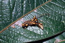Longhorn beetle {Ozodes sp} mimics bird dropping on leaf in rainforest. Brazil