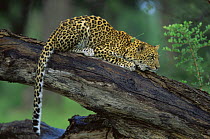 Alert adult Leopard {Panthera pardus} on tree trunk, Botswana