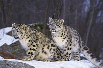 Two Snow leopard in snow {Panthera uncia} occurs Himalayas