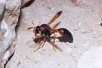 Potter wasp collecting dry soil for nest building in desert {Delta dimidiatipenne} Israel
