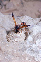 Potter wasp female nest building in desert {Delta dimidiatipenne} Israel
