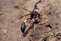 Female Mud dauber wasp collects mud for nest building {Eumenes fenestralis} S Africa