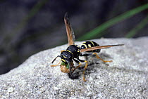 Paper wasp chews caterpillar into bolus to carry to nest {Polistes gallicus} Switzerland
