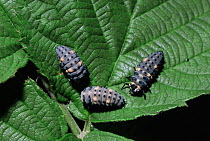 Seven spot ladybird larvae about to pupate. UK {Coccinella septempunctata}
