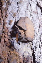 Female Mud dauber wasp adds mud to nest {Sceliphron fuscum} Madagascar