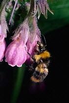Early bumblebee {Bombus pratorum} collecting nectar from Comfrey flower. UK