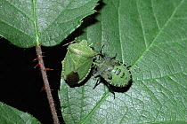 Green shield bug adult and nymph {Palomena prasina} UK
