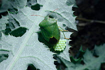 Green shield bug female laying eggs {Palomena prasina} UK