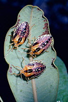 Shield bug nymphs, warning coloration {Peromatus sp} cerrado, Brazil