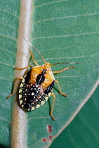 Shield bug nymph, warning coloration. {Peromatus sp} Cerrado, Brazil