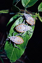 Leaf footed bug nymphs, warning coloration {Coreidae} Cerrado, Brazil