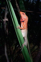 Garden lizard male in breeding colours, Nepal {Calotes versicolor}