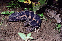 Panther chameleon female laying eggs {Chamaeleo pardalis} Madagascar