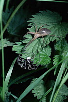 Male Nursery web spider courting gravid female {Pisaura mirabilis} UK