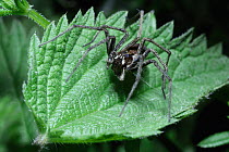 Male Nursery web spider charging palps with sperm before mating {Pisaura mirabilis} UK