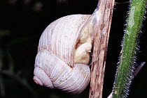Edible snail attached to plant stem in dry season {Helix pomatia} UK