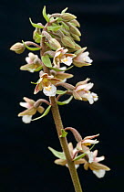 Marsh helleborine {Epipactis palustris} Norfolk, UK