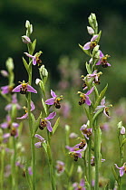 Bee orchids {Ophrys apifera} Kent, UK