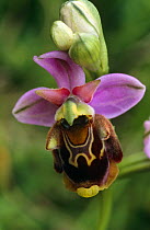 Late spider orchid {Ophrys fuciflora} Kent, UK