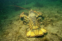American lobster {Homarus americanus} Bay of Fundy, Canada