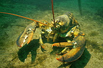American lobster {Homarus americanus} Bay of Fundy, Canada