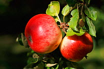 Cultivated apple Ingrid Marie variety {Malus domestica} Sweden