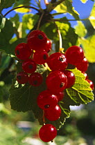 Redcurrants on bush {Ribes rubrum} Red cross variety, Sweden